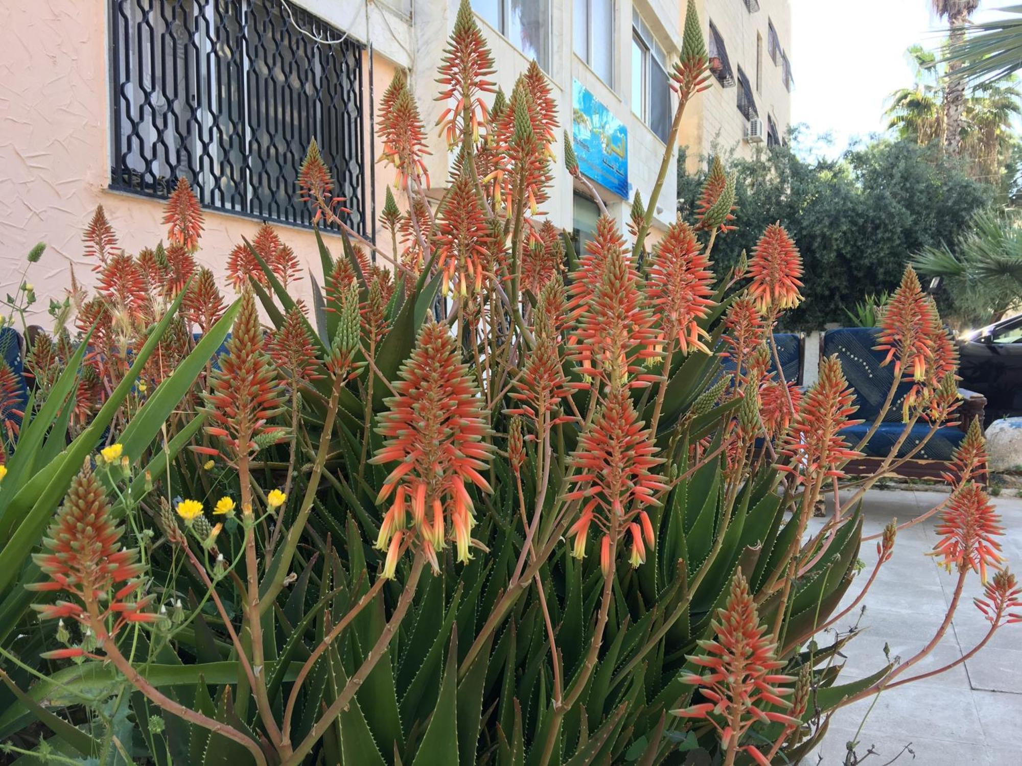 Aljazeera Amman